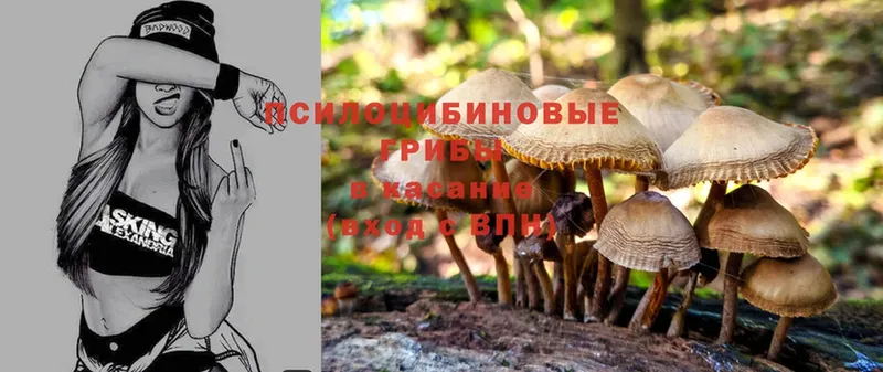 мега tor  Барабинск  Галлюциногенные грибы Cubensis  где найти наркотики 